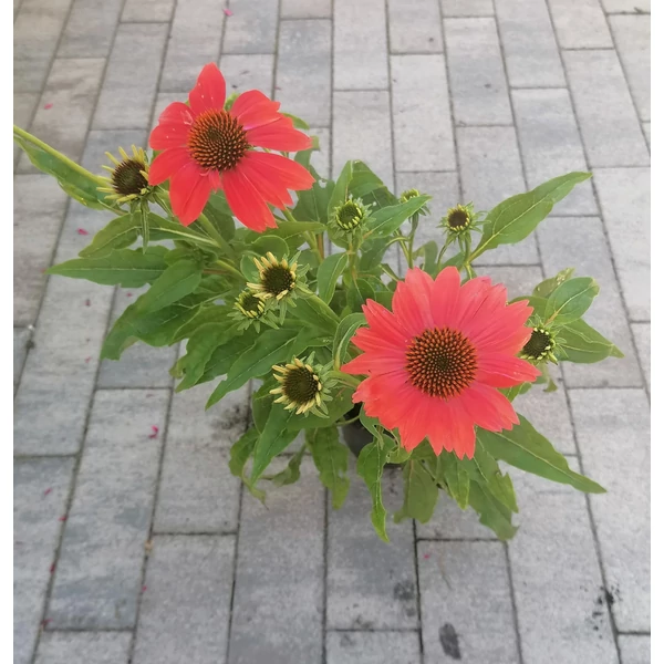 Bíbor kasvirág ECHINACEA PURPUREA ORANGE SUNSET CS13