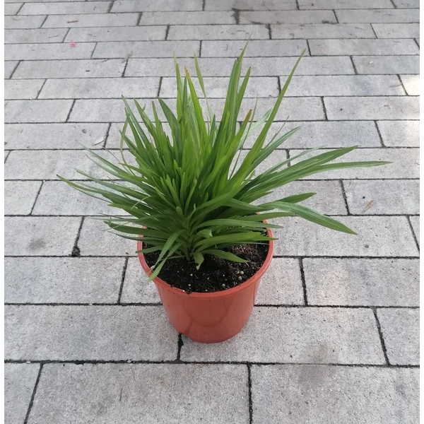 Füzéres díszcsorba LIATRIS SPICATA CS14