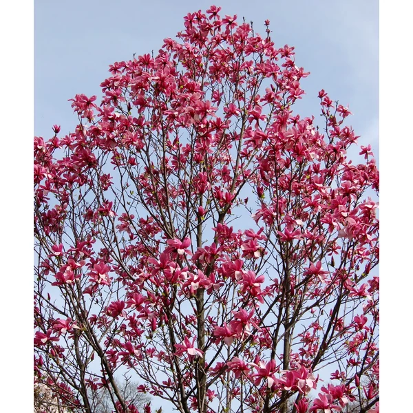 Liliomfa MAGNOLIA GALAXY 80/100*
