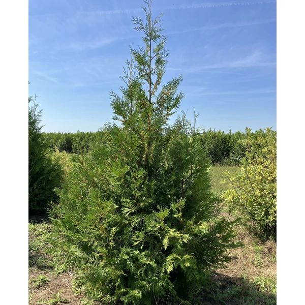 Brabant tuja THUJA OCCIDENTALIS BRABANT 225/250*