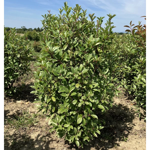 Örökzöld korallberkenye PHOTINIA FRASERI LOUISE 150/175*