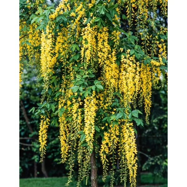Hosszúfürtű aranyeső   LABURNUM WATERERI VOSSII TÖRZSES K10