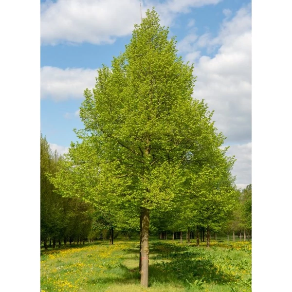 Kislevelű hárs   TILIA CORDATA K6