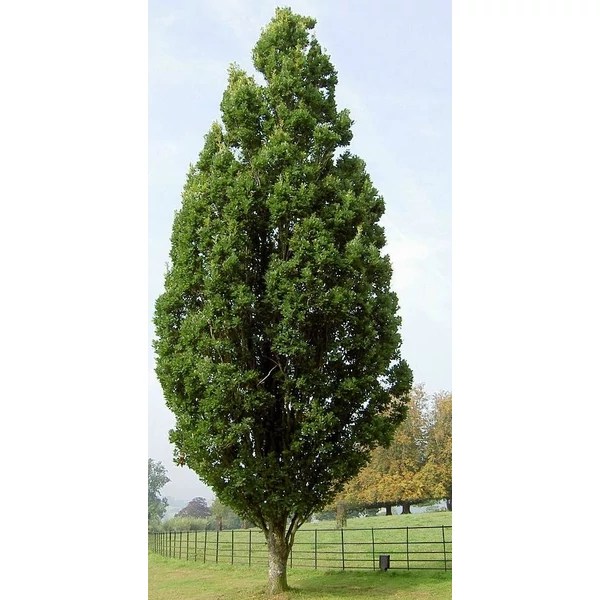 Oszlopos tölgy   QUERCUS ROBUR FASTIGIATA K6