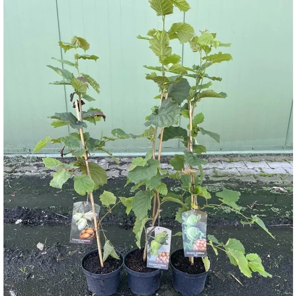 Katalonski mogyoró CORYLUS AVELLANA KATALONSKI K3