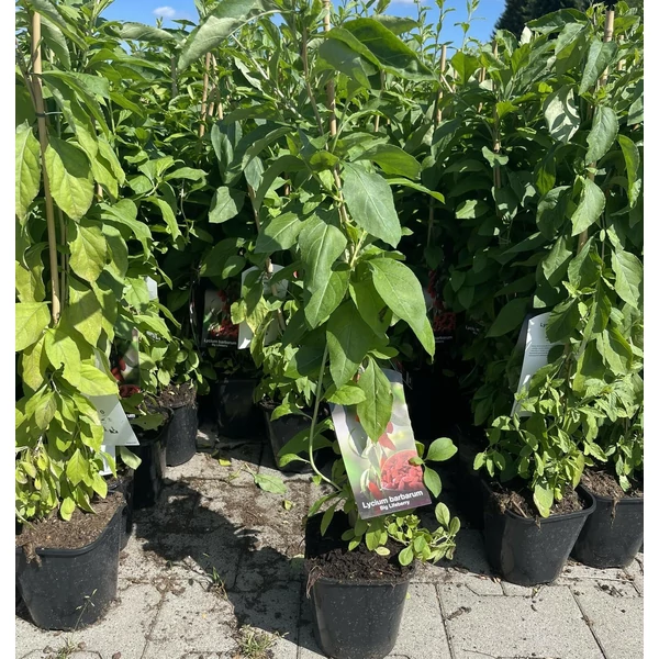 Big Lifeberry goji bogyó LYCIUM BARBARUM BIG LIFEBERRY K2