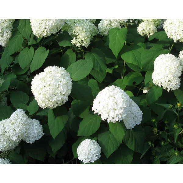 Cserjés hortenzia HYDRANGEA ARBORESCENS ANNABELLE K3