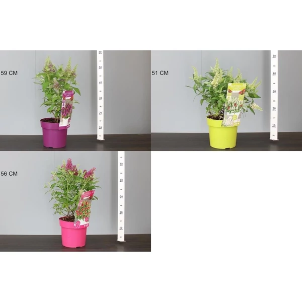 Nyári orgona BUDDLEIA DAVIDII BUTTERFLY CANDY 20/30 K3
