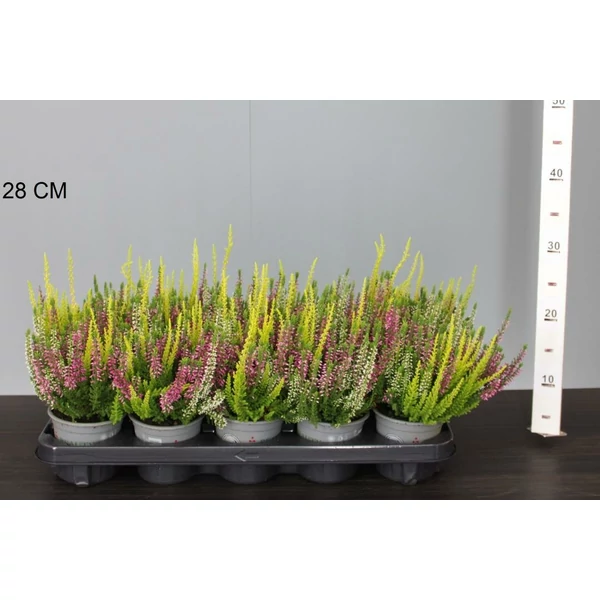 Csarab    CALLUNA VULGARIS BEAUTY LADIES TRIOS 25/30 CS11