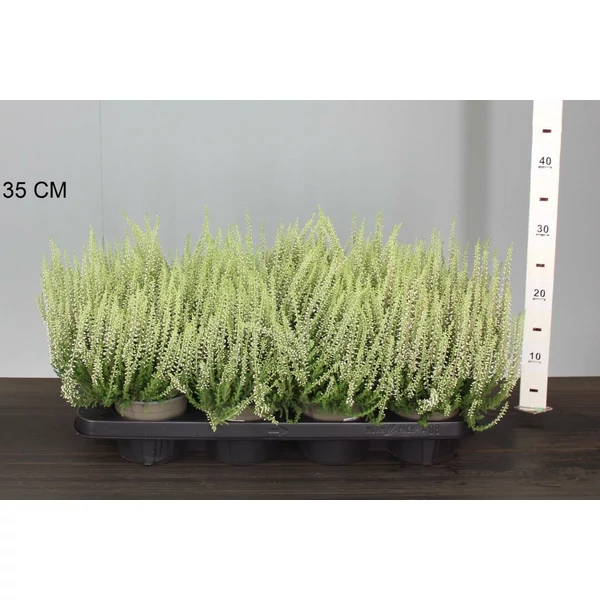 Csarab     CALLUNA VULGARIS BEAUTY LADIES WHITE 15/20 CS12