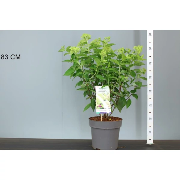 Bugás hortenzia HYDRANGEA PANICULATA LITTLE FRESCO 50/60 K7