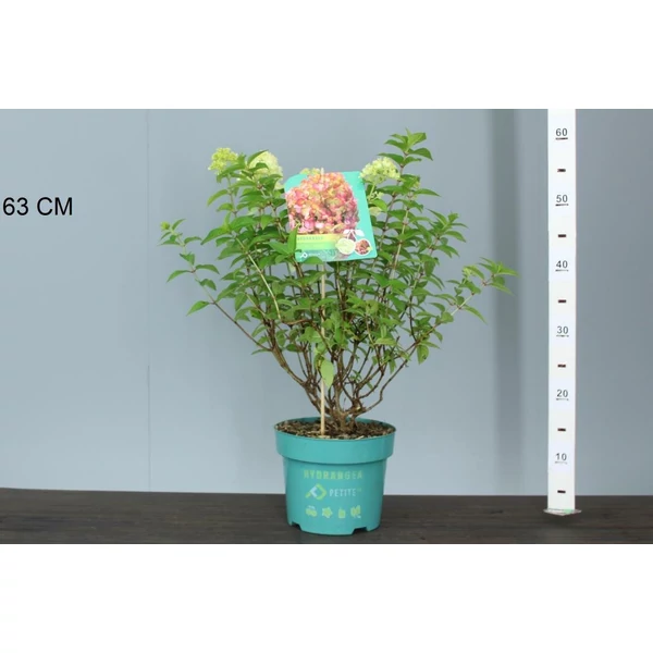 Bugás hortenzia   HYDRANGEA PANICULATA PETITE CHERRY 30/40 K3