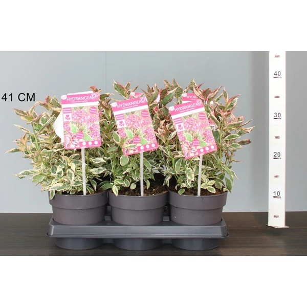 Fűrészeslevelű hortenzia HYDRANGEA SERRATA EUPHORIA PINK 25/35 CS15