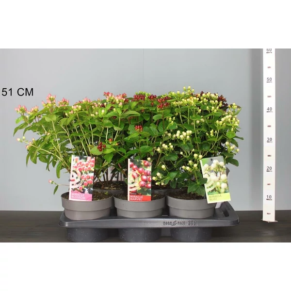 Szagtalan orbáncfű HYPERICUM MIRACLE FAJTÁK 25/30 K2