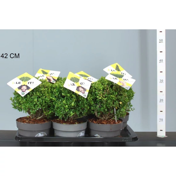 Csipkéslevelű magyal  ILEX CRENATA DARK GREEN 15/+ K2