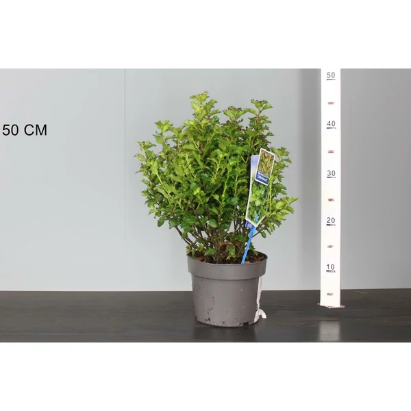 Kékeslevelű magyal    ILEX MESERVEAE LITTLE RASCAL 20/25 CS17
