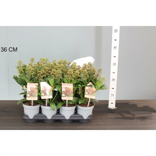 Japán dérbabér SKIMMIA JAPONICA DELIGHT 15/+ CS10,5
