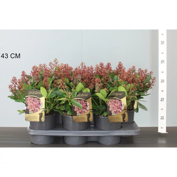 Japán dérbabér SKIMMIA JAPONICA SEDUCTION 20/30 CS15