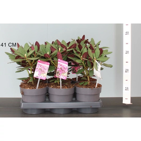 Havasszépe   RHODODENDRON WINE AND ROSES 15/20 CS15