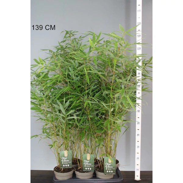 Ernyőbambusz    FARGESIA ROBUSTA PINGWU 80/100 K2