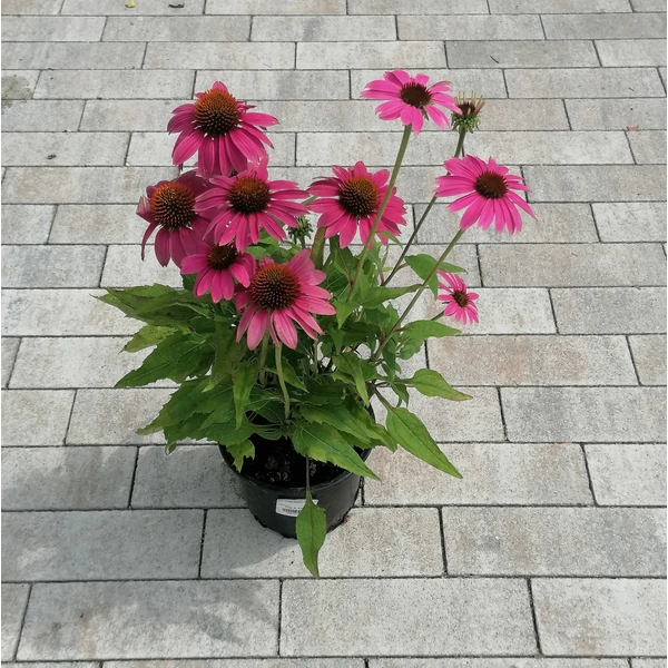Bíbor kasvirág ECHINACEA PURPUREA POW WOW WILD BERRY K1,5