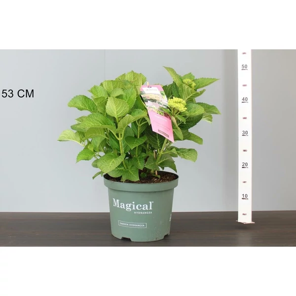 Kerti hortenzia  HYDRANGEA MACROPHYLLA MAGICAL JEWEL 30/40 K5