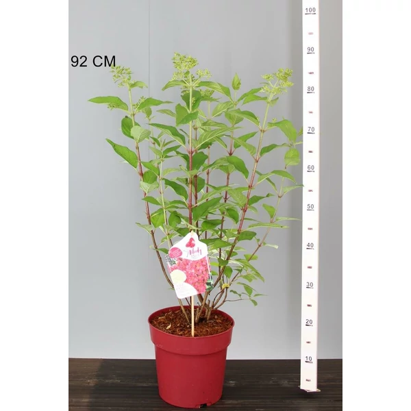 Bugás hortenzia   HYDRANGEA PANICULATA BLOODY MARIE 50/60 K6