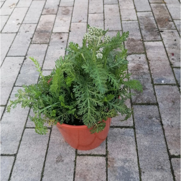 Közönséges cickafark ACHILLEA MILLEFOLIUM CS17