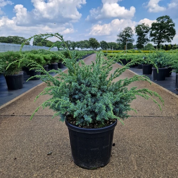 Kék kínai boróka JUNIPERUS CHINENSIS BLUE ALPS 30/40 K8