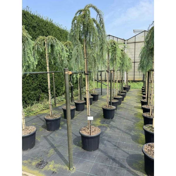 Japán vörösfenyő LARIX KAEMPFERI STIFF WEEPER T180 K35