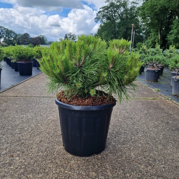 Törpe japán erdeifenyő  PINUS DENSIFLORA LOW GLOW 35/40 K15