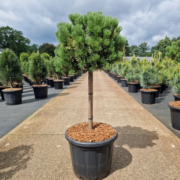 Aranylombú havasi törpefenyő  PINUS MUGO CARSTEN'S WINTERGOLD T40 50/+ K35