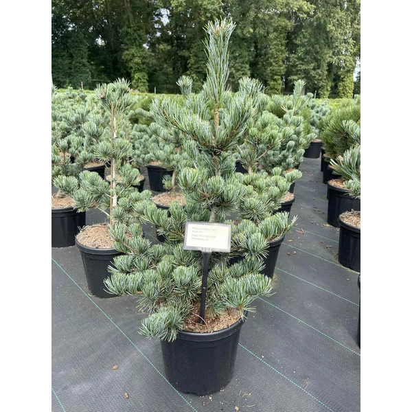 Japán fehérfenyő PINUS PARVIFLORA AUI 40/50 K8