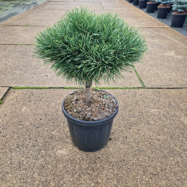 Törpe erdeifenyő   PINUS SYLVESTRIS MARTHAM T20 25/30 K8
