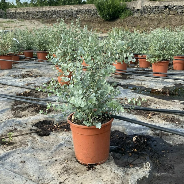 Havasi eukaliptusz EUCALYPTUS GUNNII 50/60 K4