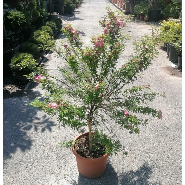 Balkon selyemakác CALLIANDRA SURINAMENSIS DIXIE PINK T50 K15