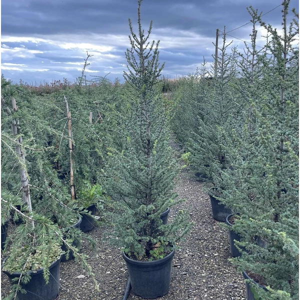 Atlasz cédrus CEDRUS ATLANTICA 150/170 K45