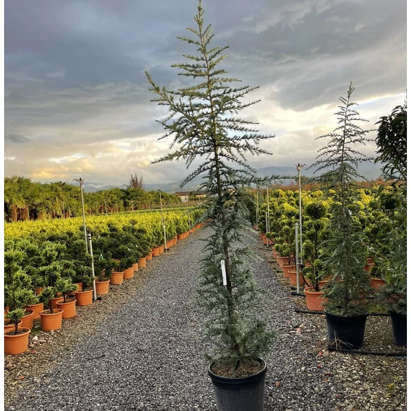 Kék himalájai cédrus  CEDRUS DEODARA BUSH ELECTRA 250/+ K45