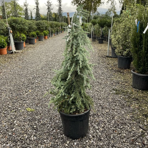Kék terülő himalájai cédrus CEDRUS DEODARA FEELIN BLUE 100/+ K20