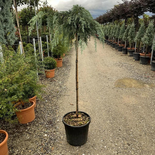 Kék terülő himalájai cédrus CEDRUS DEODARA FEELIN BLUE T120 K25