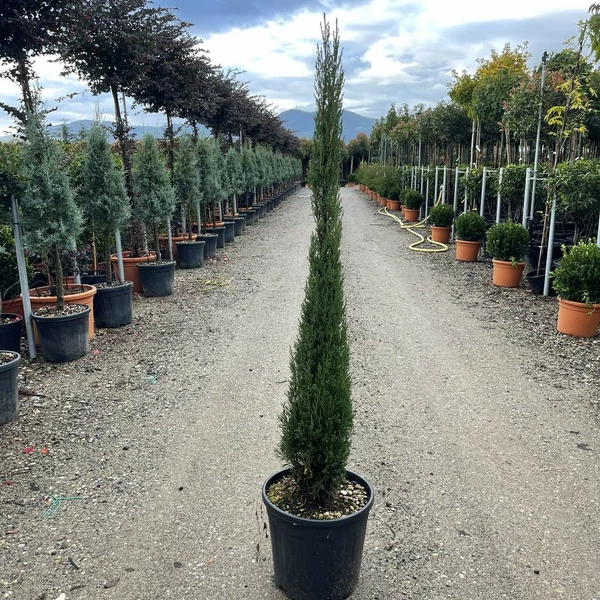 Európai ciprus CUPRESSUS SEMPERVIRENS BLUE SKY 100/120 K18