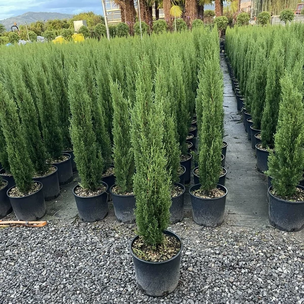 Európai ciprus   CUPRESSUS SEMPERVIRENS TOTEM 100/+ K9