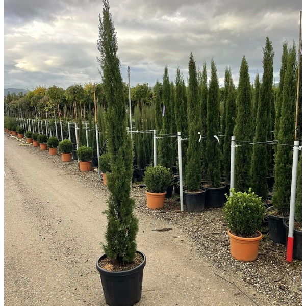 Európai ciprus   CUPRESSUS SEMPERVIRENS TOTEM 150/170 K30