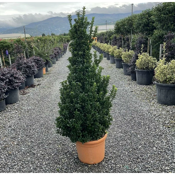 Japán kecskerágó EUONYMUS JAPONICUS BENKOMASAKI ERECTA KÚP 100/120 K25