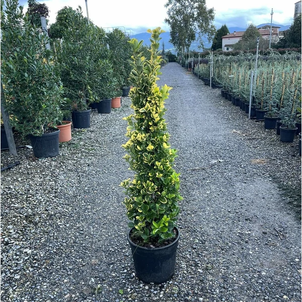 Japán kecskerágó EUONYMUS JAPONICUS ELEGANTISSIMUS AUREUS 100/+ K18