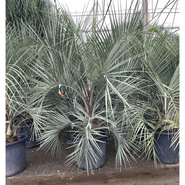 ZselépálmaBUTIA CAPITATA 125/150 K70