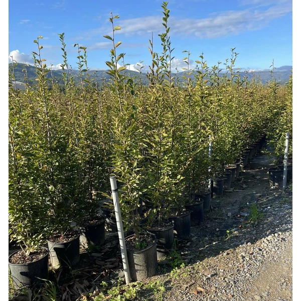 Oszlopos gyertyán   CARPINUS BETULUS FASTIGIATA 150/200 K18