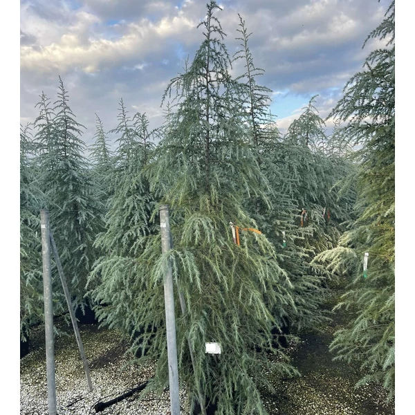 Himalájai cédrus   CEDRUS DEODARA 250/300 K70