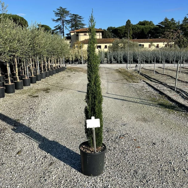 Európai ciprus   CUPRESSUS SEMPERVIRENS TOTEM K12