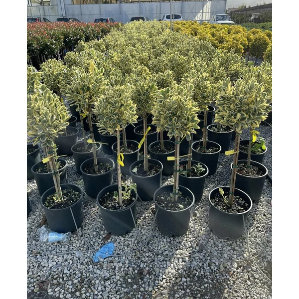 Japán kecskerágó   EUONYMUS JAPONICUS BRAVO T1/4 K9